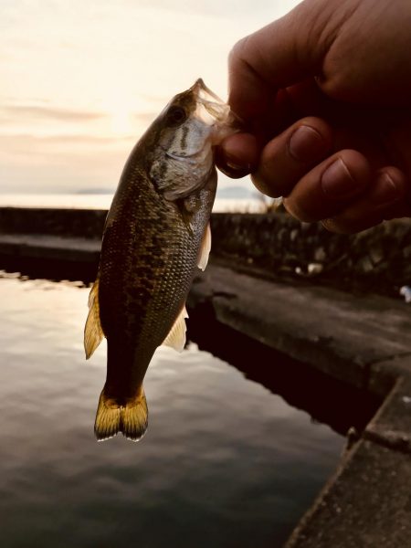 朝マヅメリベンジ